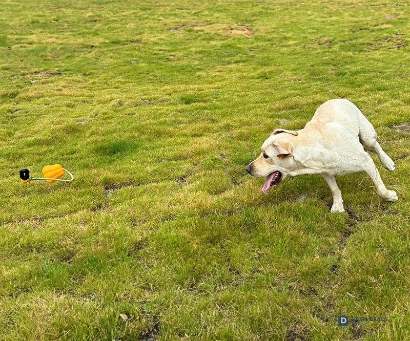 Heavy-Duty Dog Rope Fetch & Tug-of-War Toy — Aggressive Chewers, Indoor & Outdoor